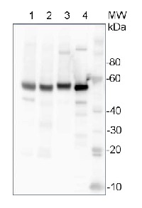 UGPase | UDP-glucose pyrophosphorylase (cytoplasm marker) (Hordeum vulgare) in the group Antibodies Plant/Algal / Carbohydrates at Agrisera AB (Antibodies for research) (AS14 2813)